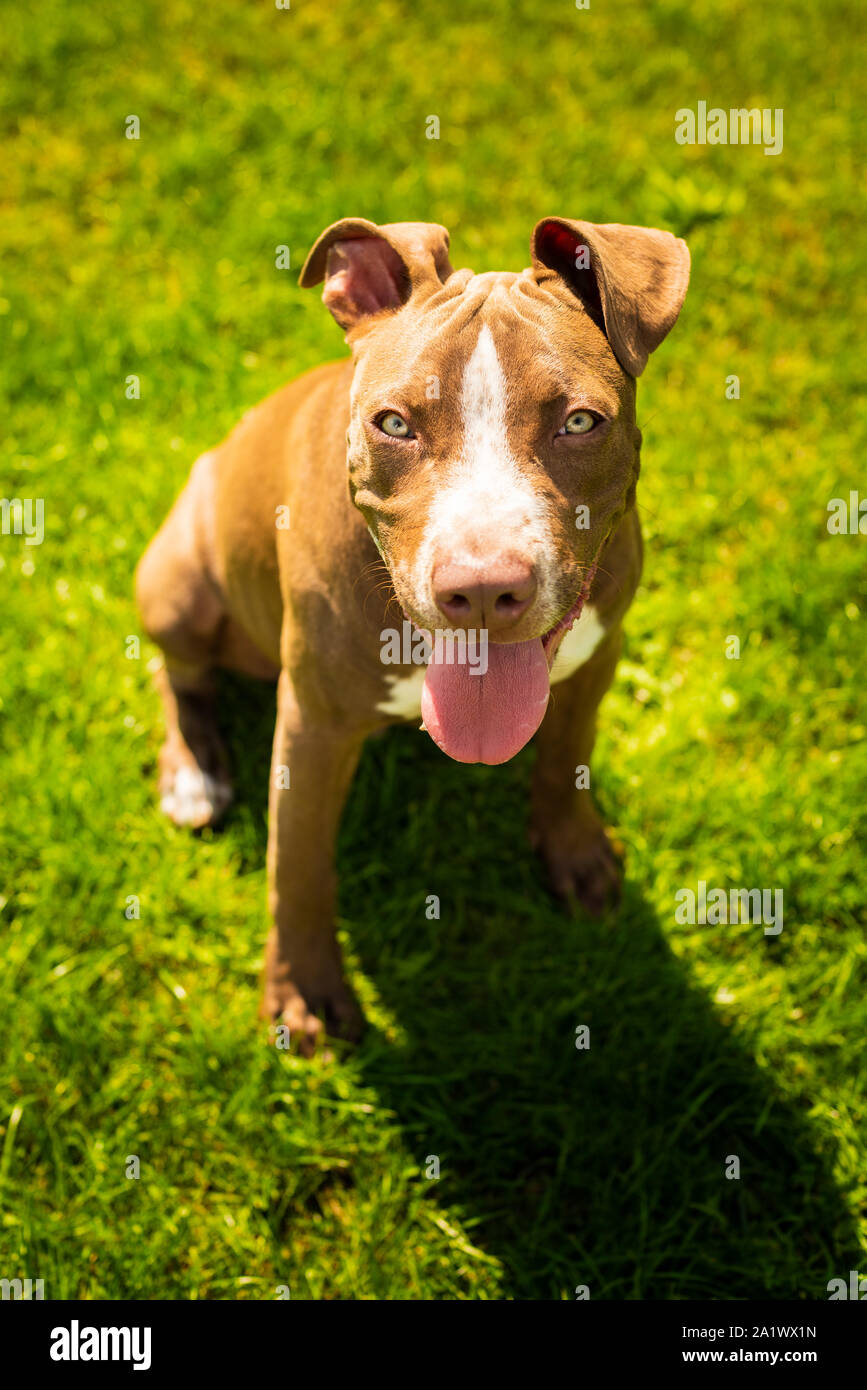 Young pitbull Staffordshire Bull Terrier in garden looks towards camera with tongue out blue eyes portrait Stock Photo