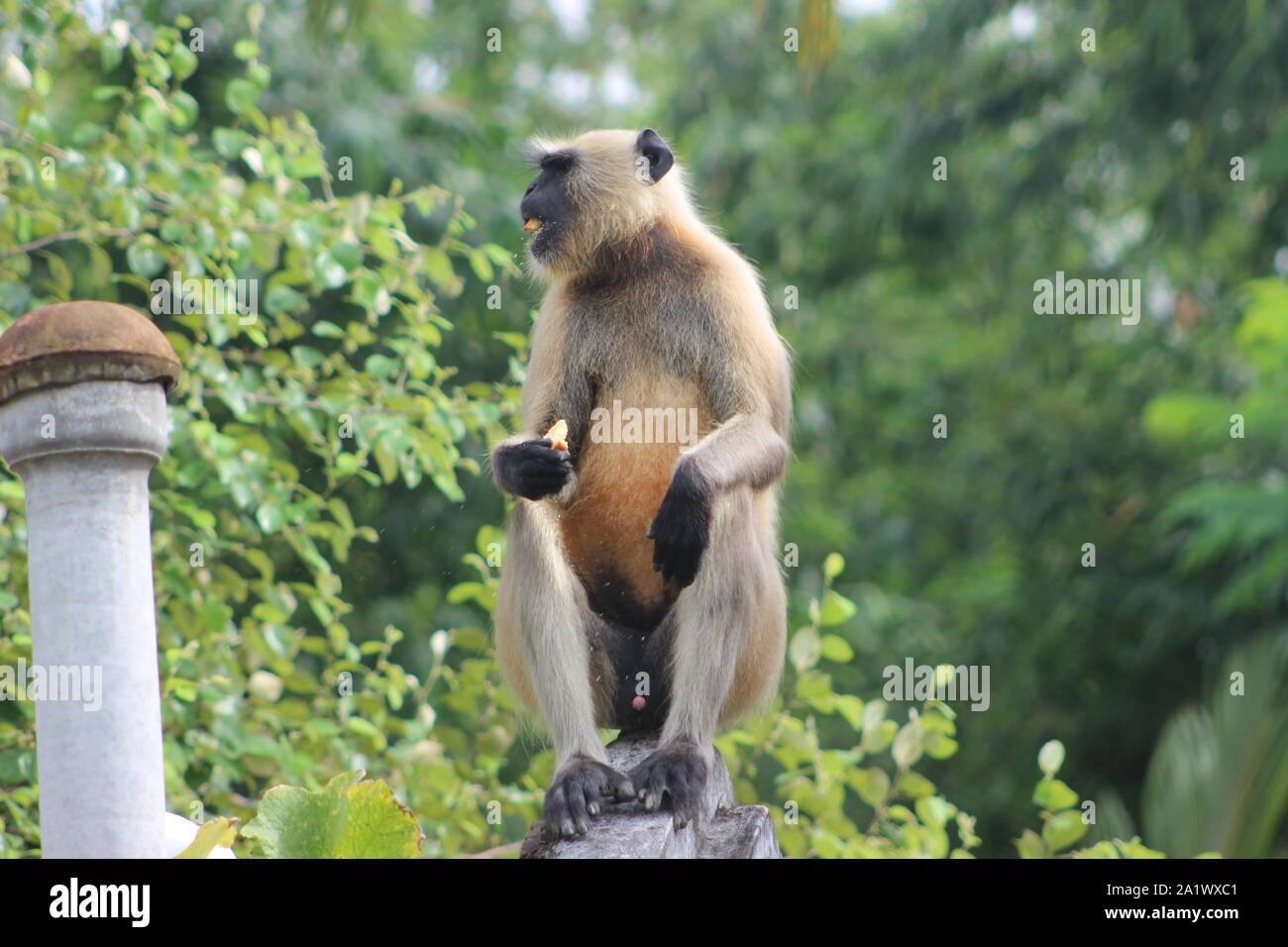 Bangladeshi animal monkey Stock Photo