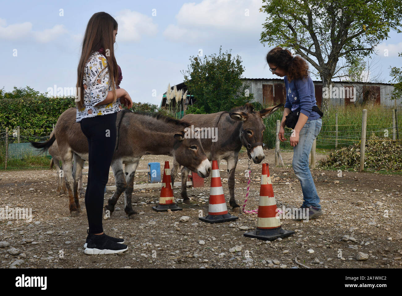 Animal-assisted therapy (AAT)/ animal-assisted intervention (AAI) or treatment for children that includes donkeys in a therapeutic context. Stock Photo