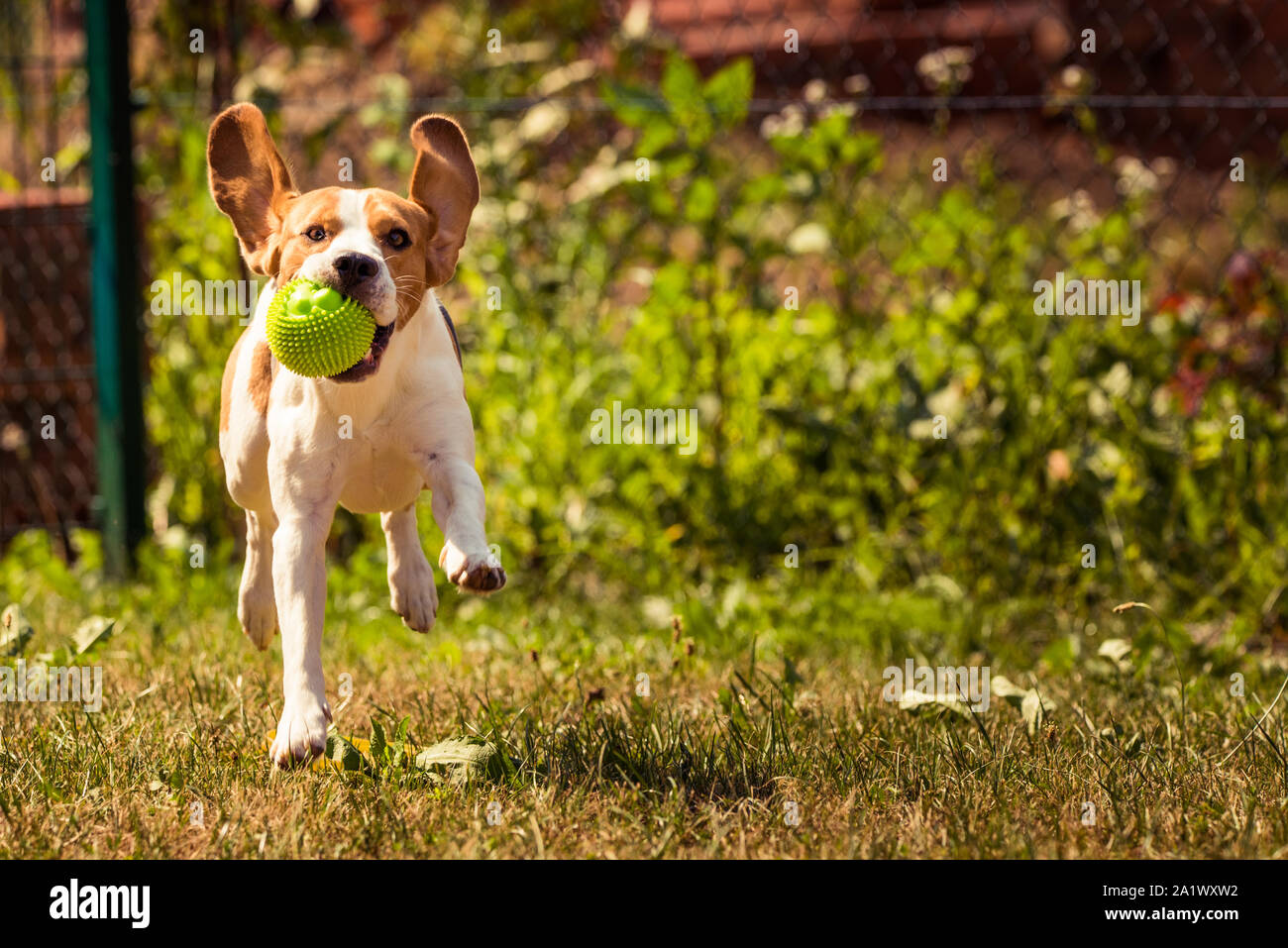 Dog run Beagle fun Stock Photo Alamy