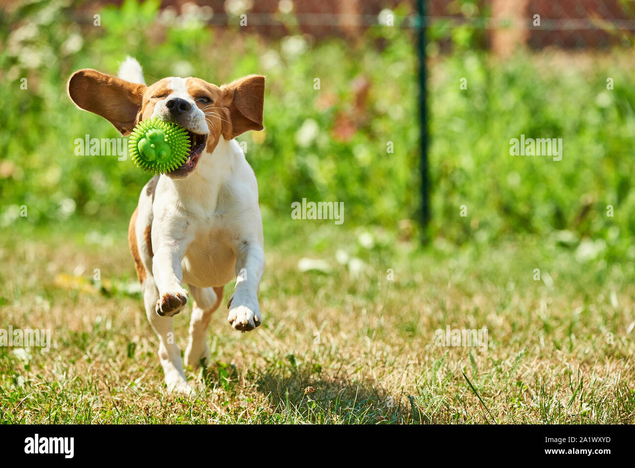 Dog run Beagle fun Stock Photo Alamy