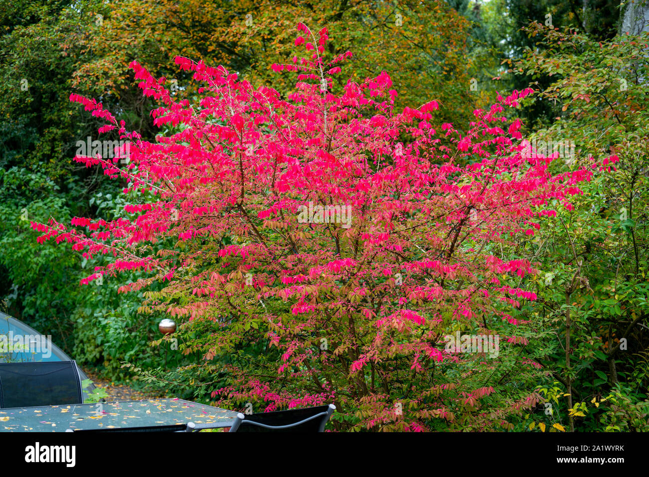Colourful picture of a winged burning-bush (euonymus alatus) in autumn with dark red leaves Stock Photo