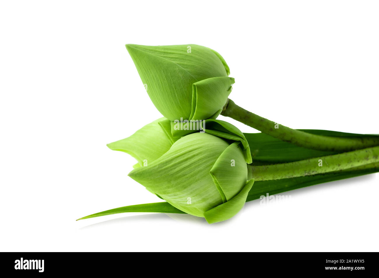 Fresh green lotus flower at white background, Scientific names are