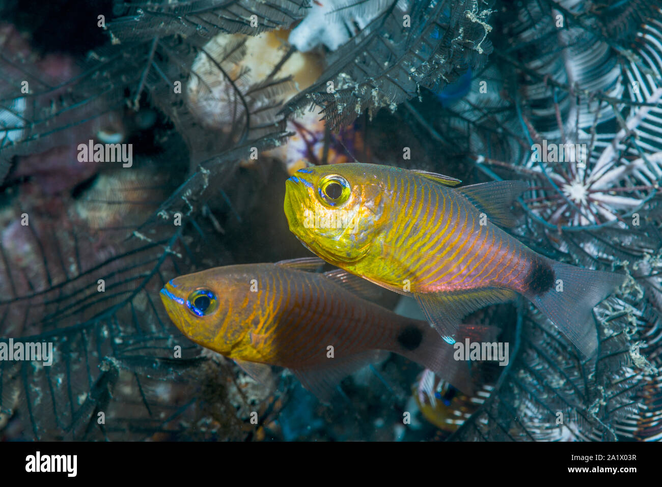 Orangelined Cardinalfish [Archamia fucata].  West Papua, Indonesia.  Indo-West Pacific. Stock Photo