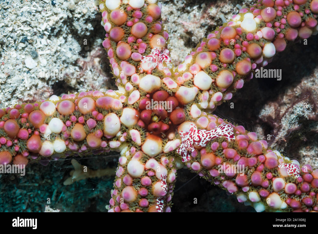 Comb jellies [Coeloplana astericola] on Thick-skinned starfish [Echinaster callosus].  Lembeh Strait, North Sulawesi, Indonesial Stock Photo