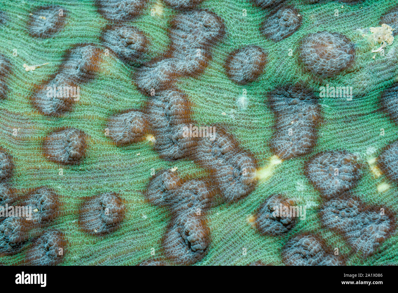 Pattern on stony coral.  West Papua, Indonesia.  Indo-West Pacific. Stock Photo