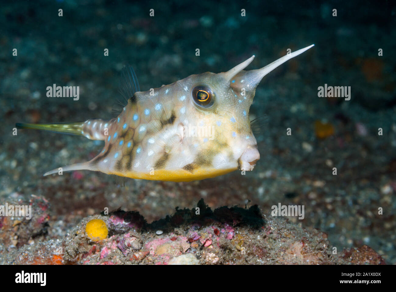 Longhorn Cowfish [Lactoria cornuta].  Lembeh Strait, North Sulawesi, Indonesia. Stock Photo
