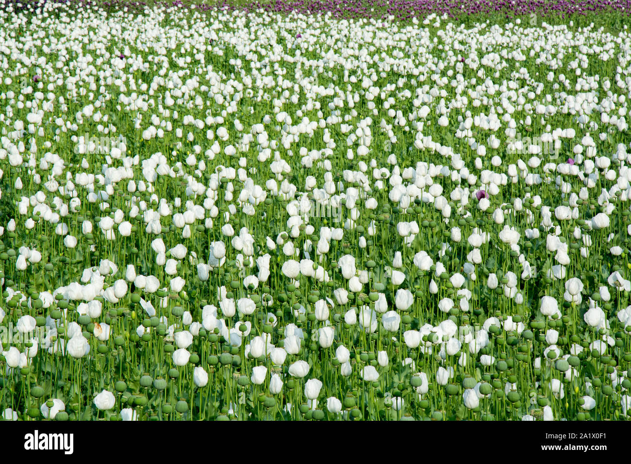 Opium poppy flowers hi-res stock photography and images - Alamy