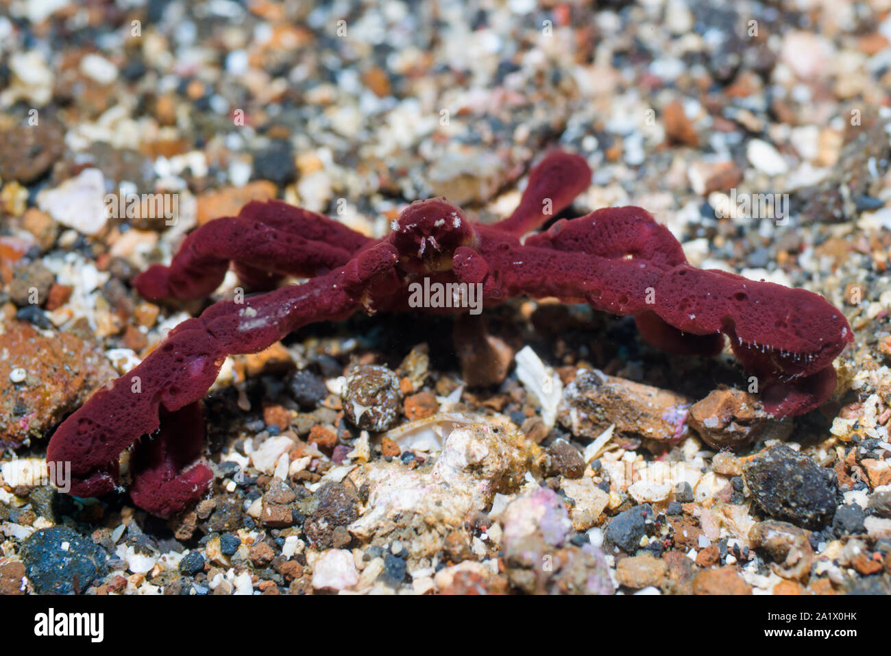 Sponge Spider Crab [Oncinopus sp2].  Lembeh Strait, North Sulawesi, Indonesia. Stock Photo