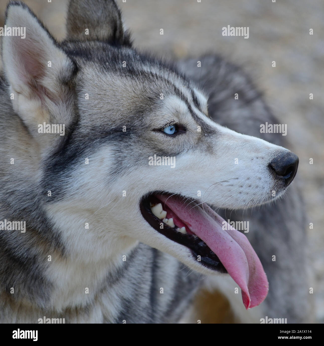 Top 27+ Stock Images gray and white husky with blue eyes Updated Top 27+ Stock Images gray and white husky with blue eyes Updated