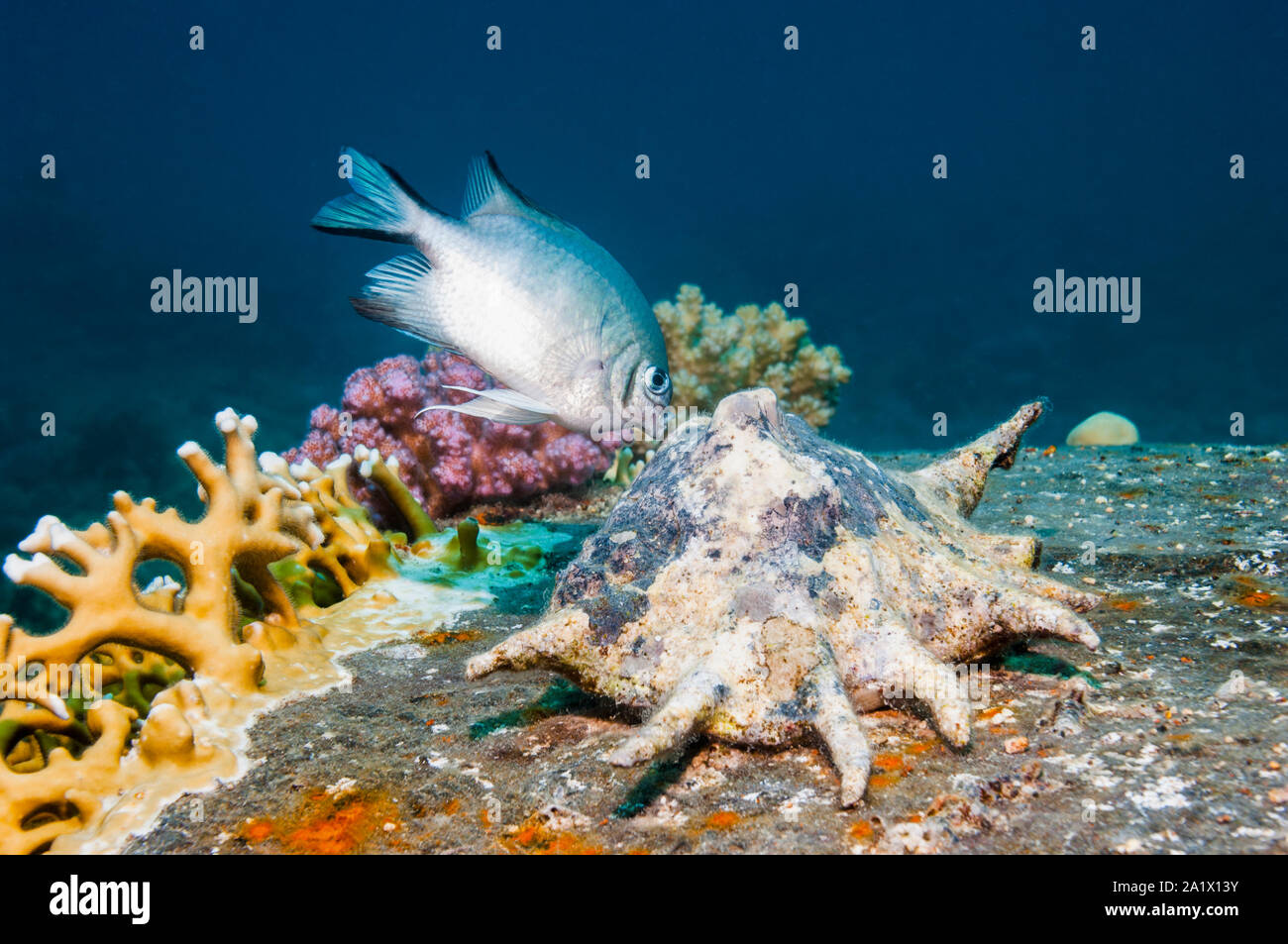 White-belly damsel [Amblyglyphidodon leucogaster] tending its eggs on a Spider conch.  Egypt, Red Sea. Stock Photo