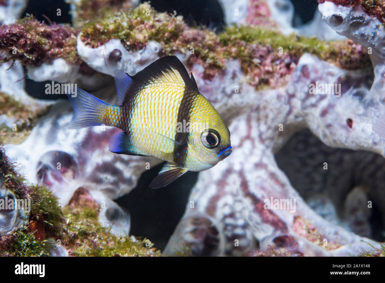 Reticulated Dascyllus or Damselfish [Dascyllus reticulatus].  West Papua, Indonesia.  Indo-West Pacific. Stock Photo