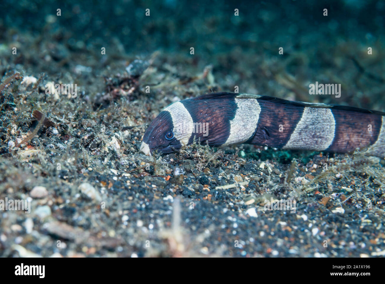 Banded or Harlequin snake eel [Myrichthys colombrinus].  Lembeh Strait, North Sulawesi, Indonesia. Stock Photo