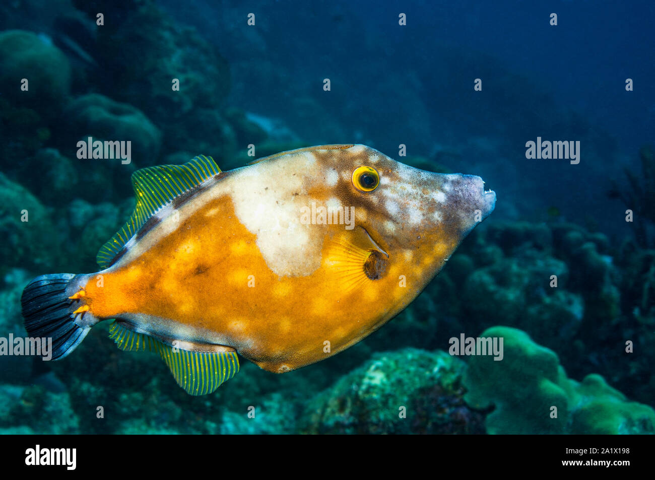 Whitespotted filefish (Canthidermis macrocerus).  Bonaire, Netherlands Antilles, Caribbean, Atlantic Ocean. Stock Photo