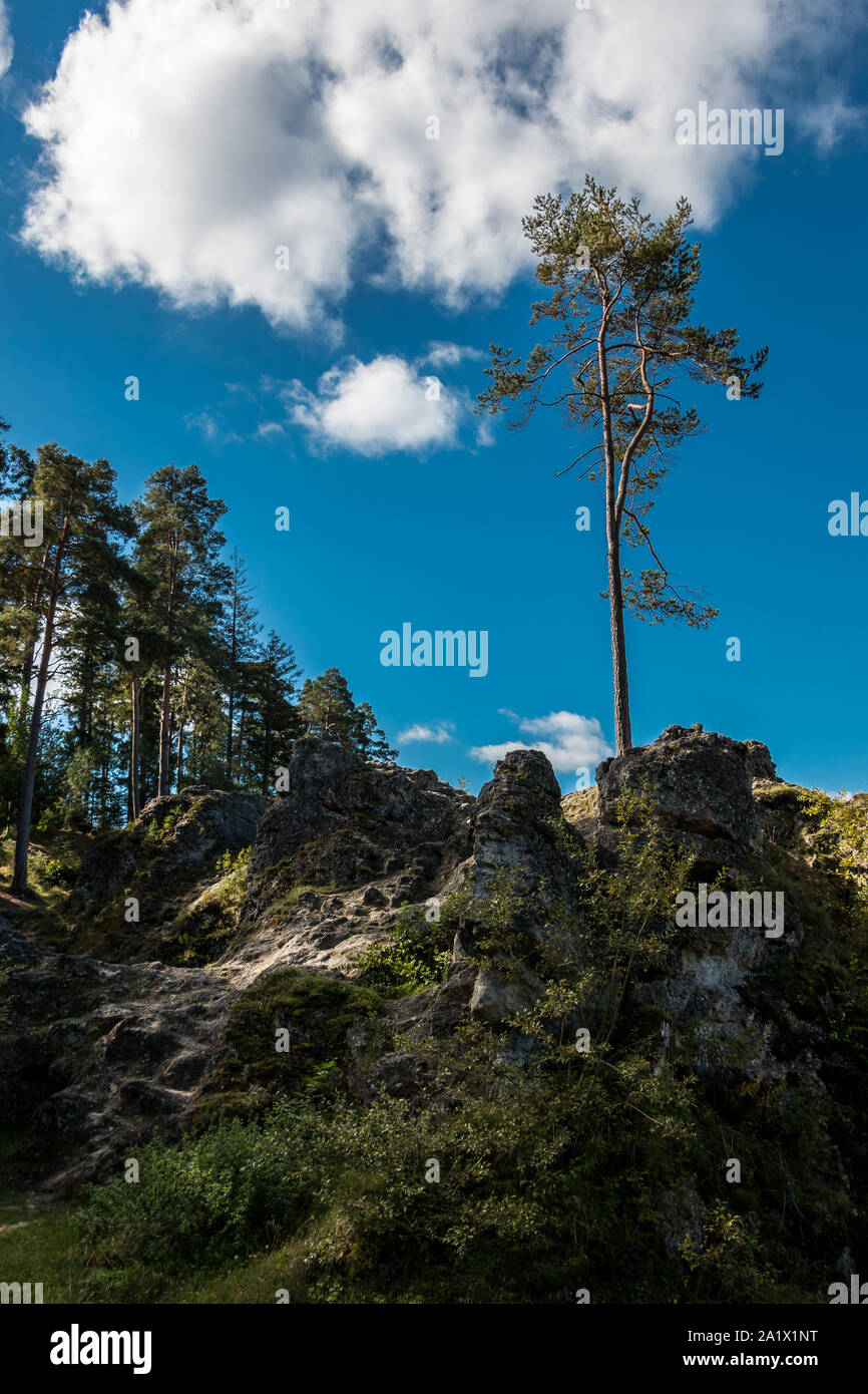 Sea of rocks with huge rocks and high trees Stock Photo - Alamy