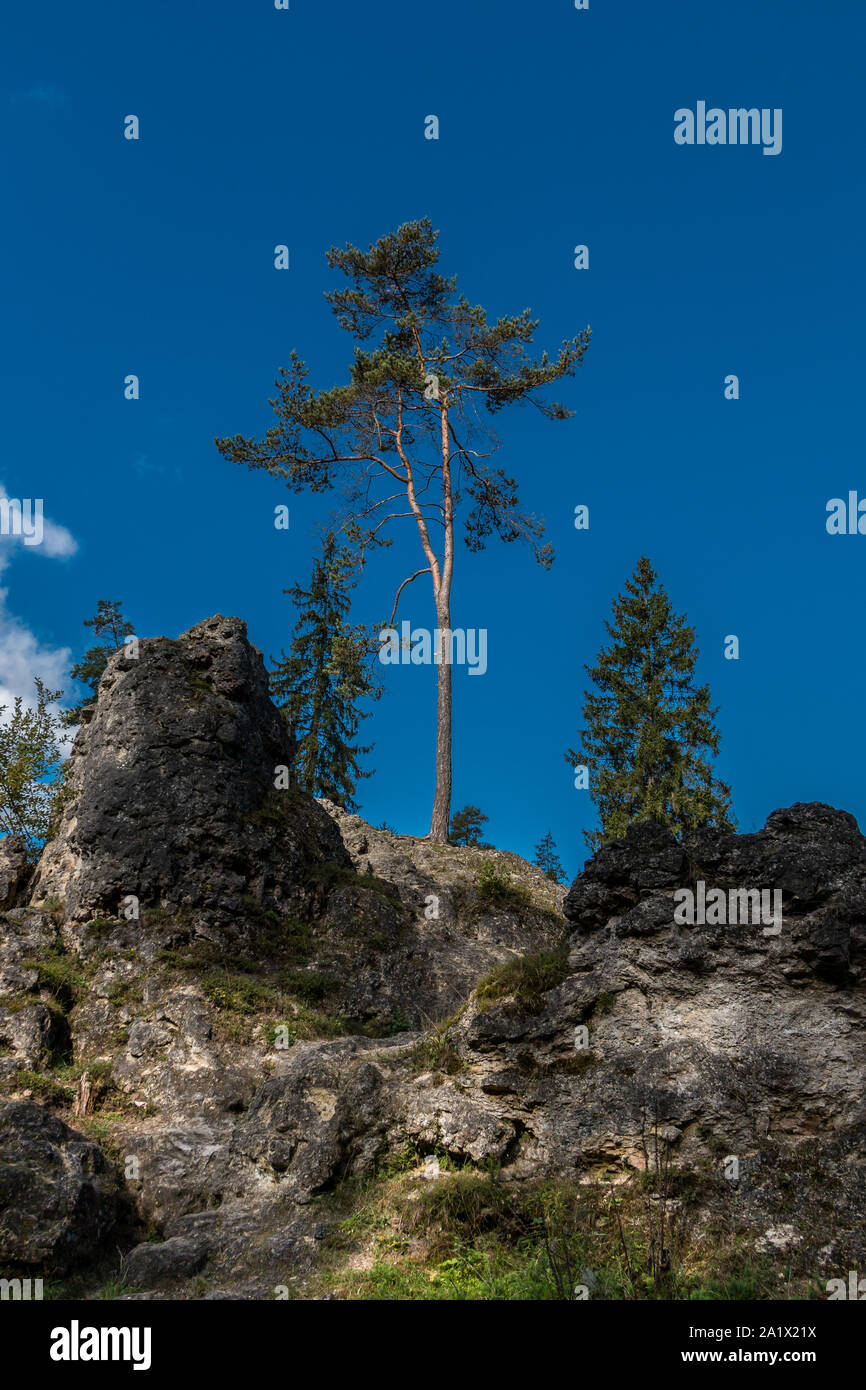 Sea of rocks with huge rocks and high trees Stock Photo - Alamy