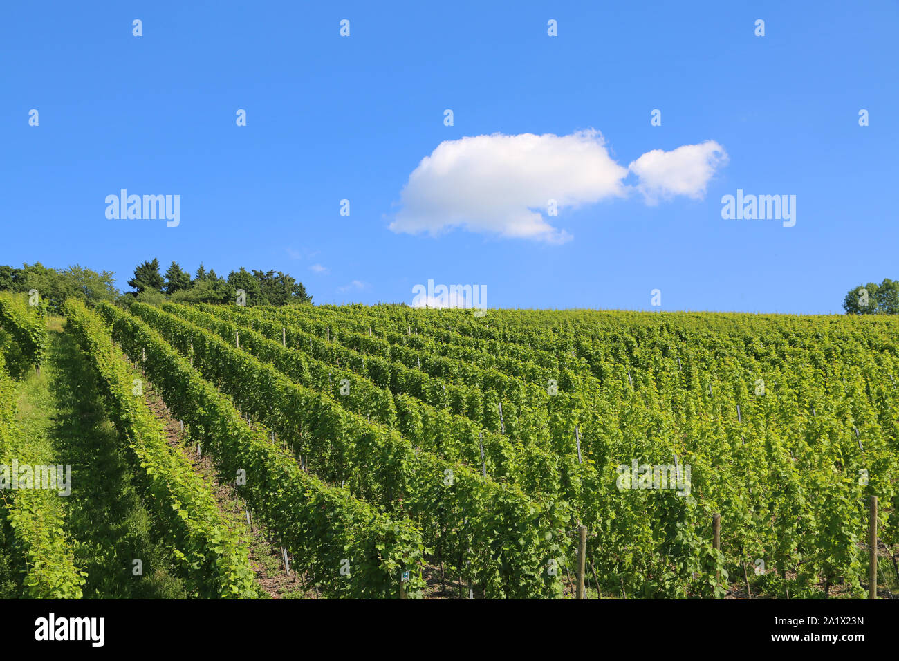 blue sky with single cloud over vineyard in germany Stock Photo