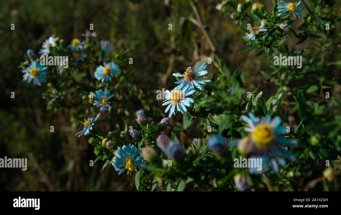 Beautiful Weeds High Resolution Stock Photography and Images - Alamy