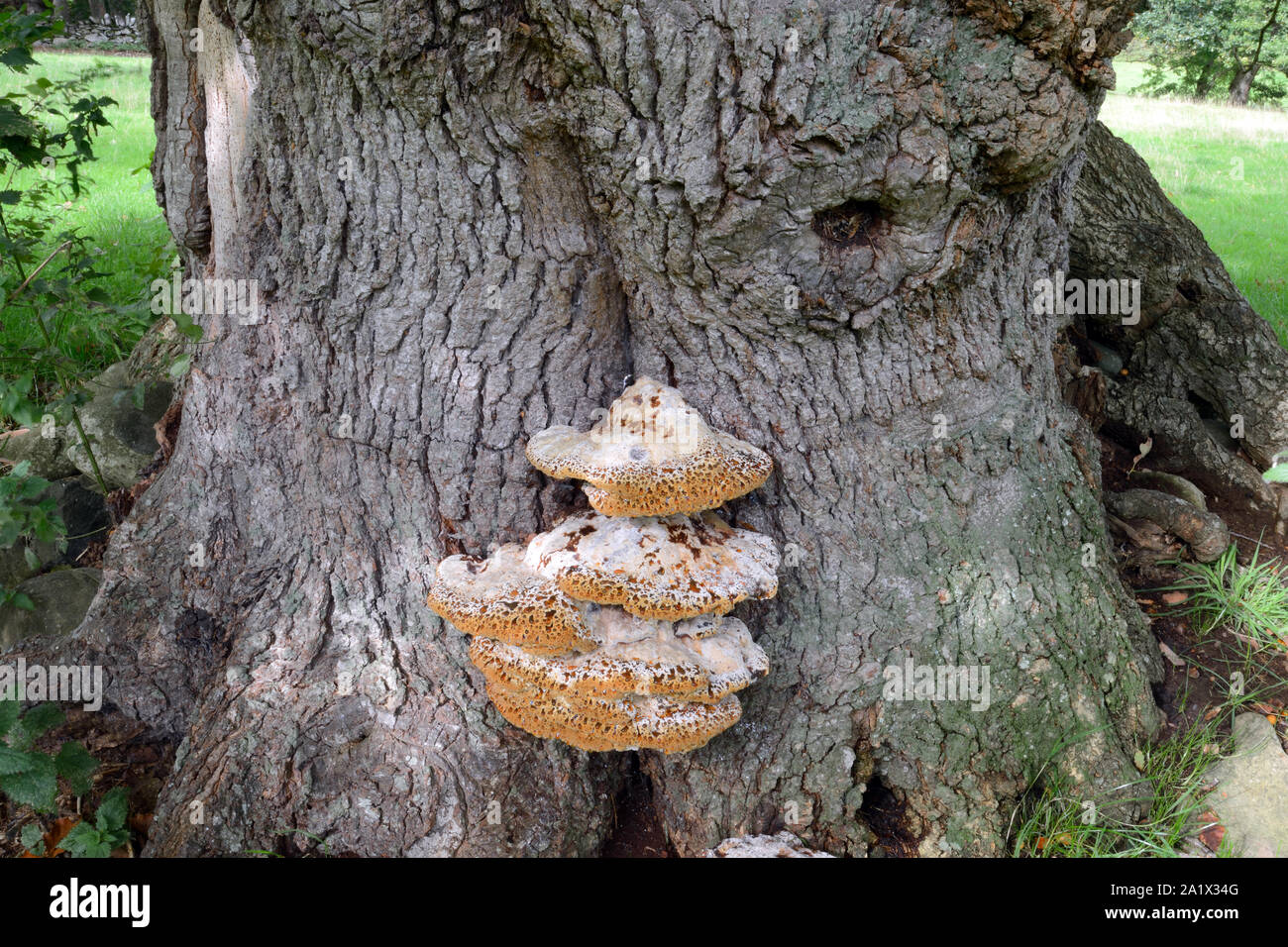 Inonotus dryadeus (oak bracket) is mostly found at the base of oak trees. It is parasitic fungus and causes a condition known as white rot. Stock Photo
