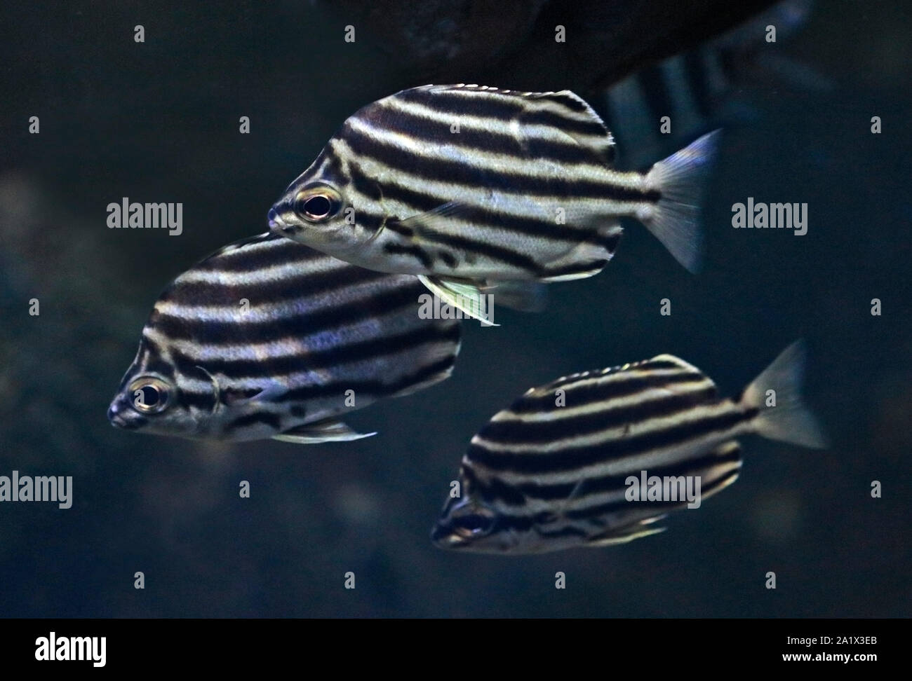 Stripey Fish (microcanthus strigatus) Stock Photo