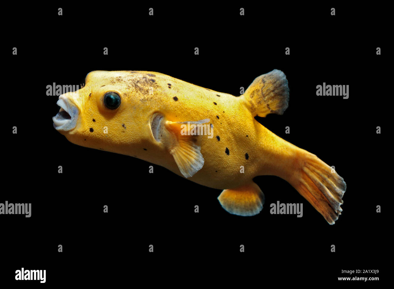 Black Spotted Puffer Fish (arothron nigropunctatus) Stock Photo
