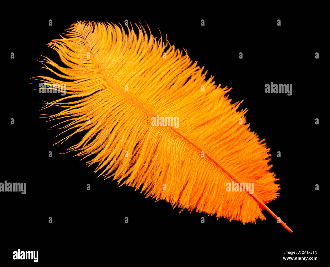 Colored ostrich feather isolated on black background Stock Photo Alamy
