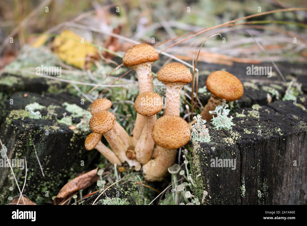 Harvest of mushrooms honey fungus (Armillaria mellea) - a family of ...