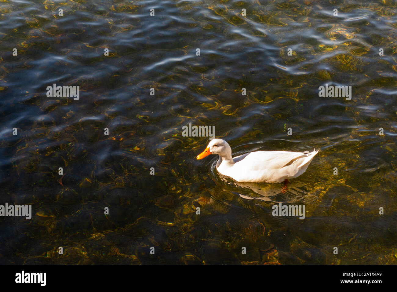 Ducks floating on a lake Stock Photo