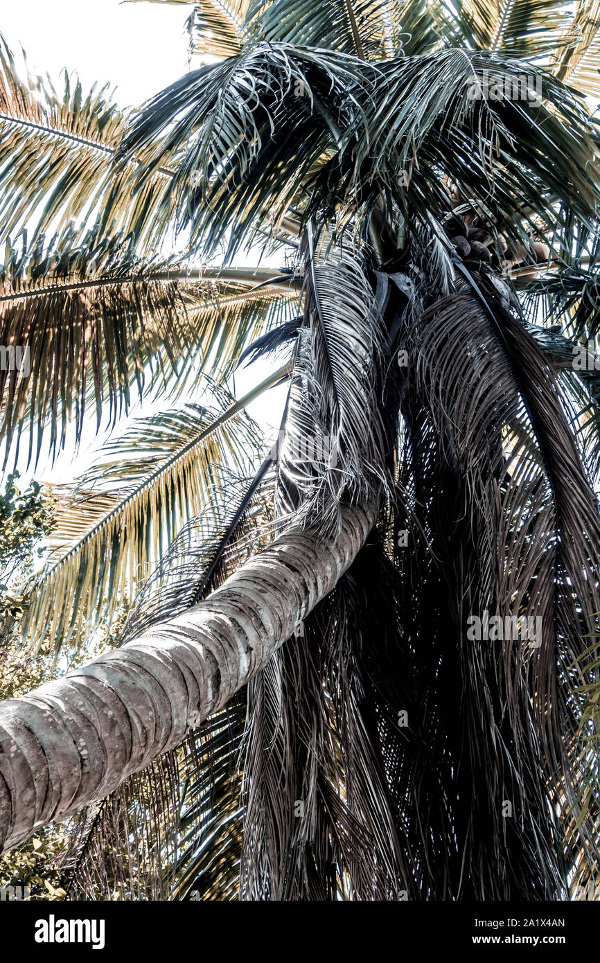 The coconut tree and dried leaves are very cluttered, in pale colors