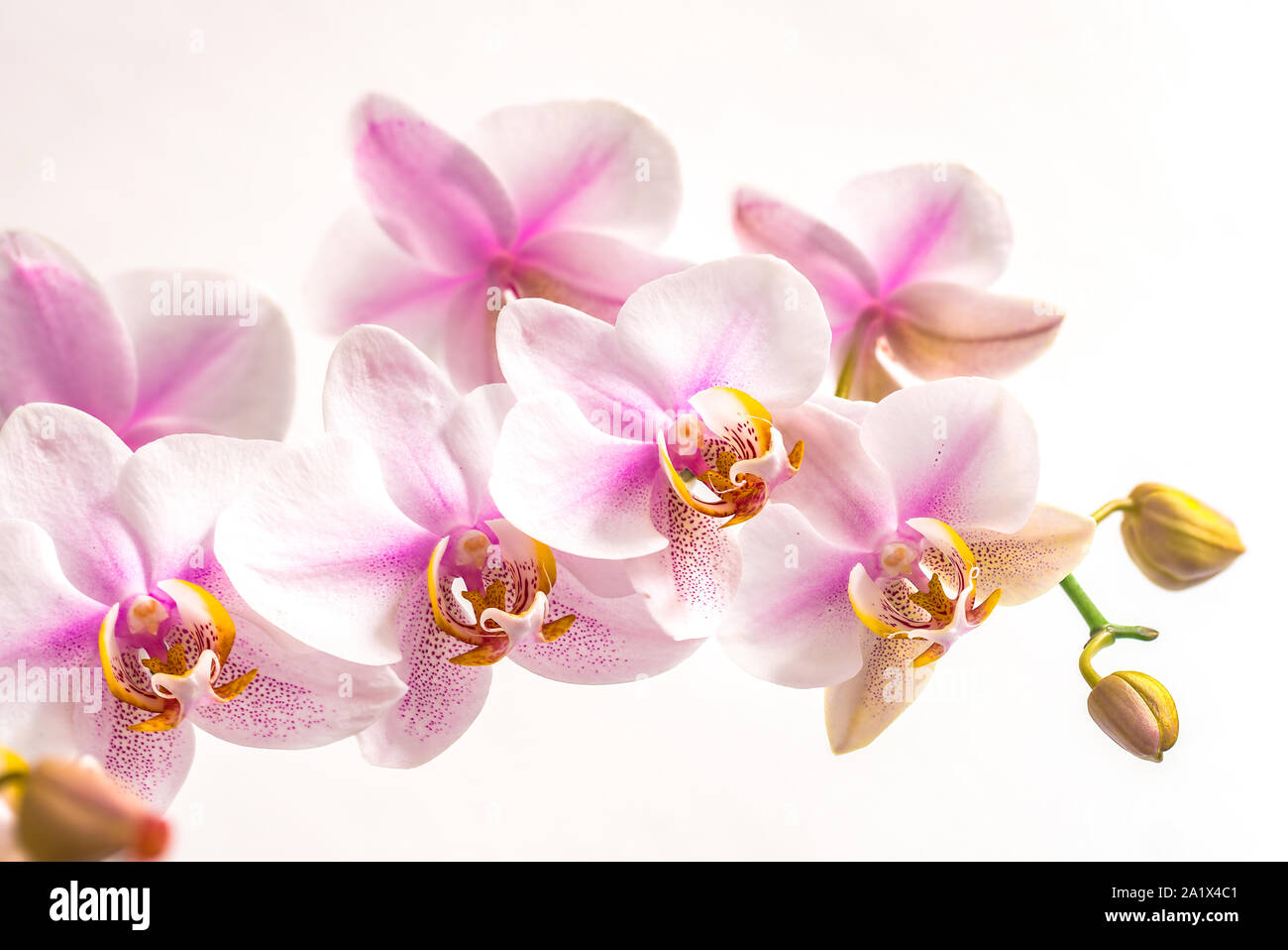 light pink orchid flowers isolated on white background closeup Stock ...