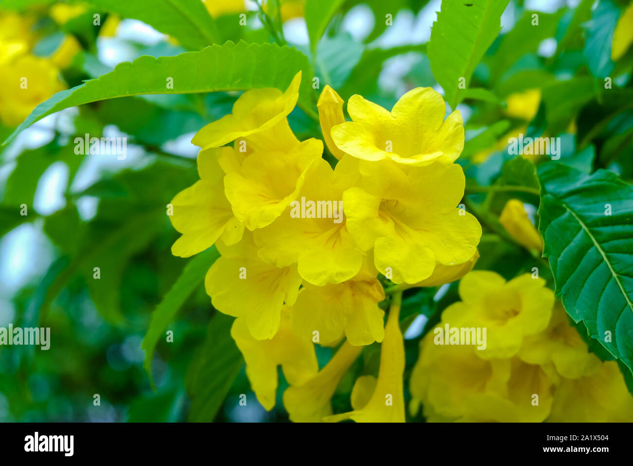 Close up of yellow tecoma stans flower with soft selective focus and leaf blur background. Royalty high quality free stock image of flower. Stock Photo
