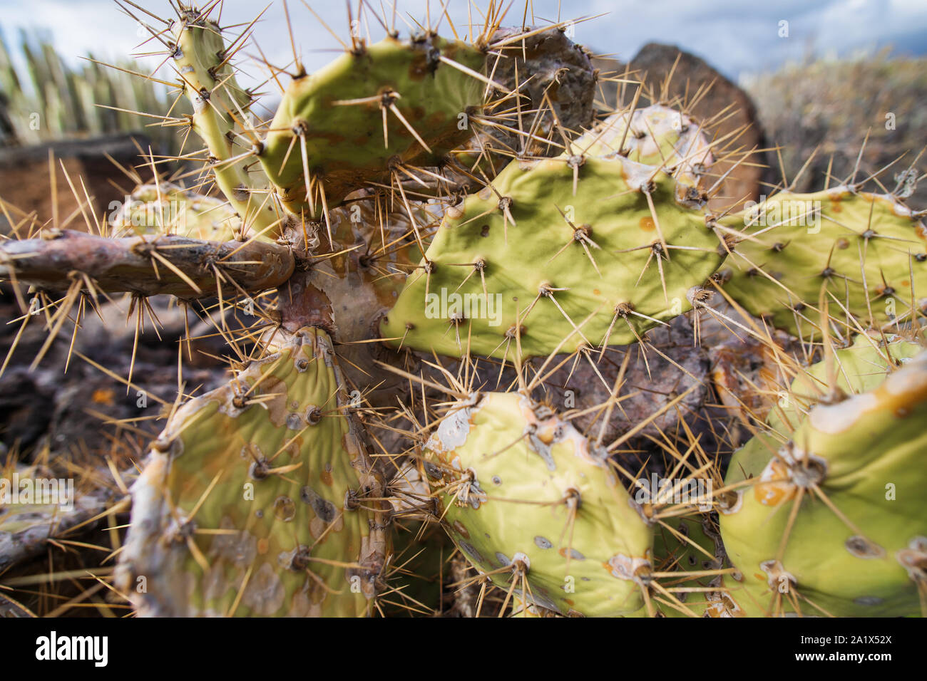 Opuntia ficus-indica, prickly pear, indian fig, ripe tasty fruits. Cactus close-up shot in Tenerife, Canary islands, Spain Stock Photo