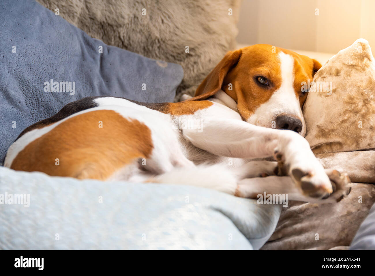 Dog tired sleeps on a couch. Lazy Beagle on sofa Stock Photo Alamy