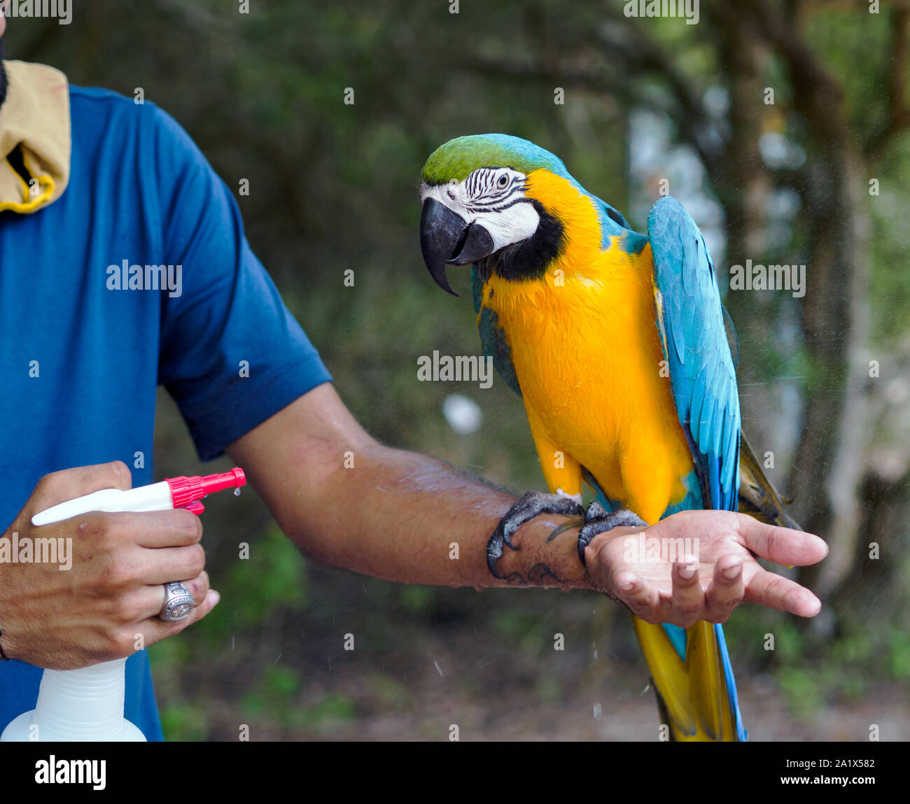 Blue and yellow Macaw, Ara ararauna, is misted with a spray bottle at the South Texas Botanical Gardens & Nature Center. Corpus Christi, Texas USA Stock Photo