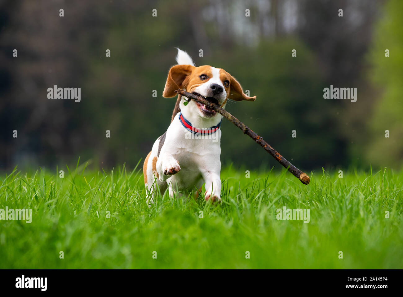 Dog Beagle running and jumping with stick through green grass field in