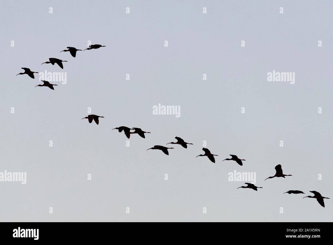 Glossy ibis (Plegadis falcinellus), adult flock of birds in flight, National Park Coto de Donana, Andalusia, Spain Stock Photo