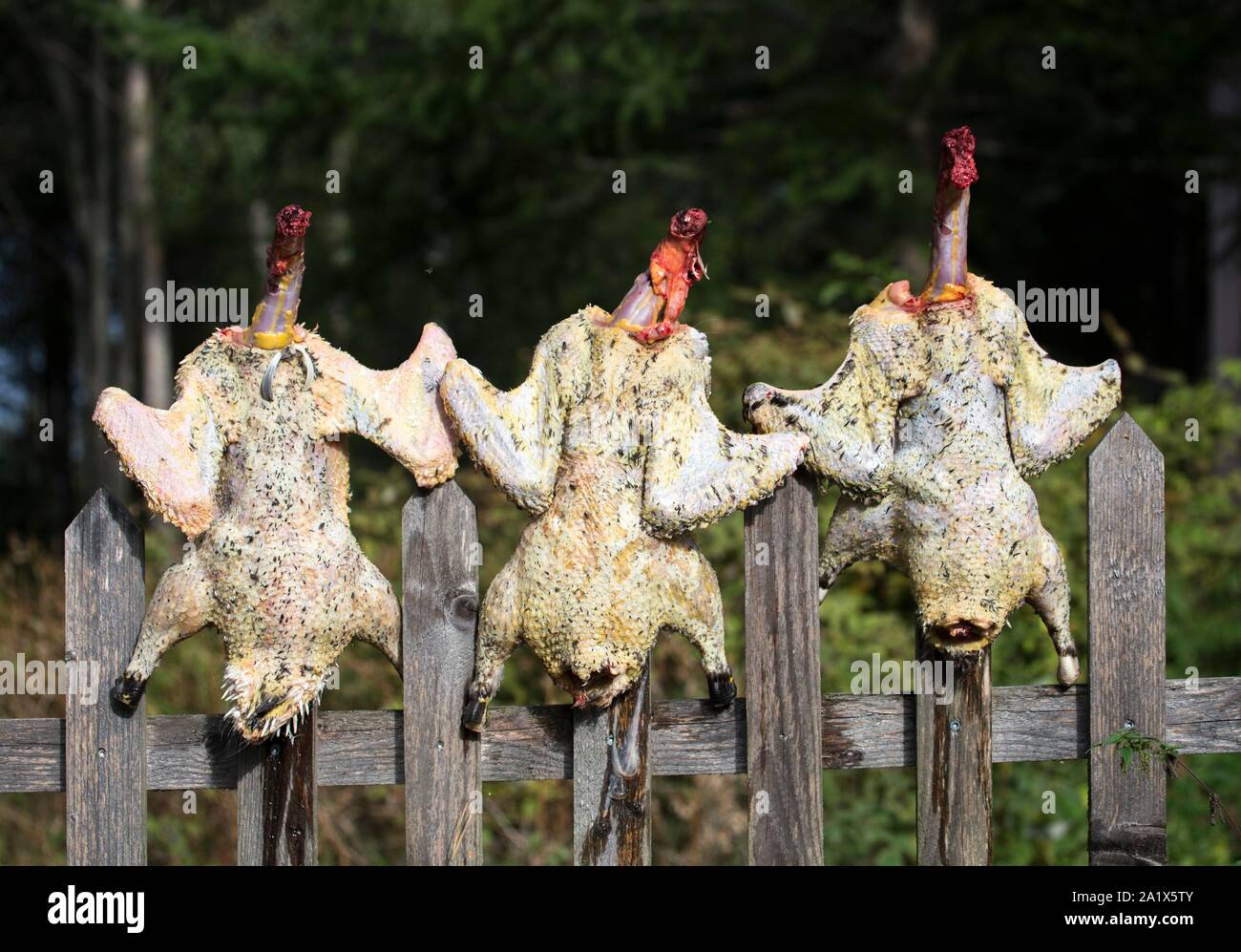 Freshly plucked chicken, impaled on a fence, Gunnarskog, Varmland, Sweden Stock Photo