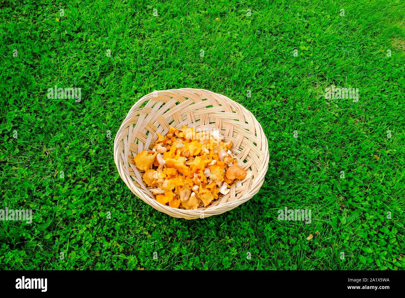 Freshly collected Chanterelles (Cantharellus cibarius), in a basket on lawn, Varmland, Sweden Stock Photo