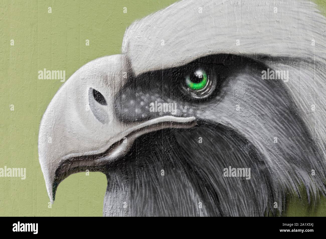 Graffiti, head of a bird of prey, green eye, profile, Neuss, North Rhine-Westphalia, Germany Stock Photo