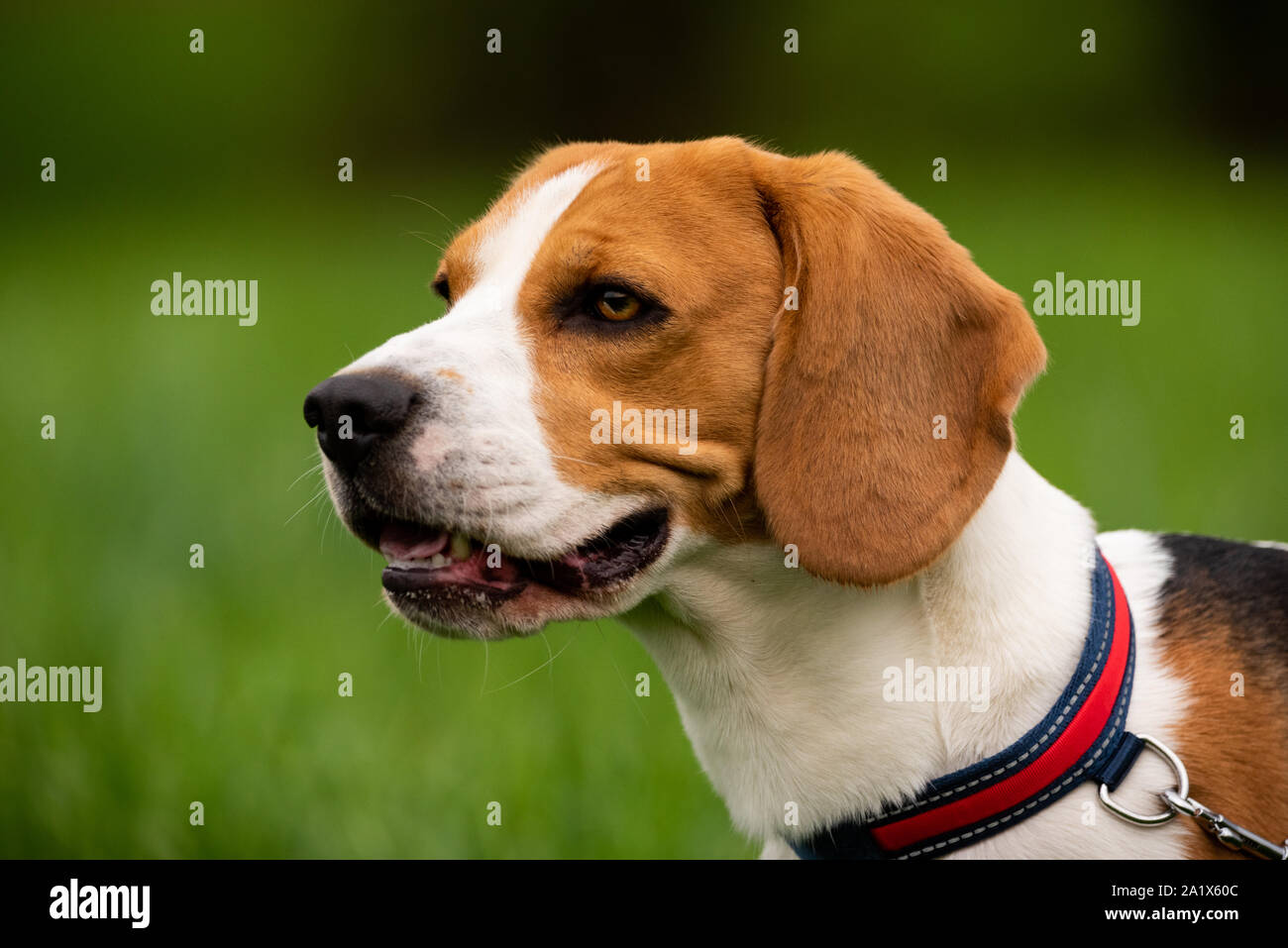 beagle dog nature