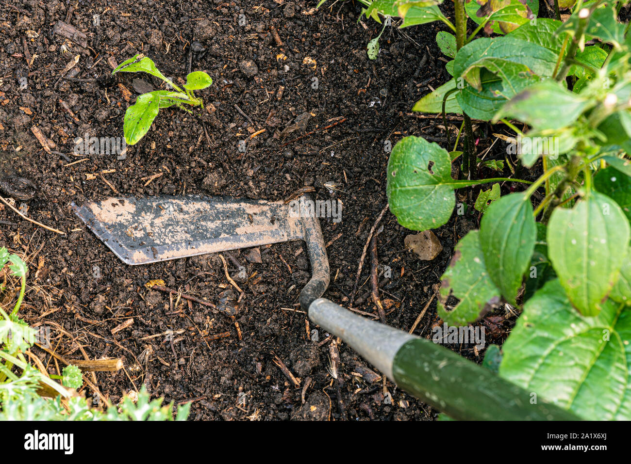 Hoeing to remove unwanted weeds. Weed removal using a garden hoe. Stock Photo