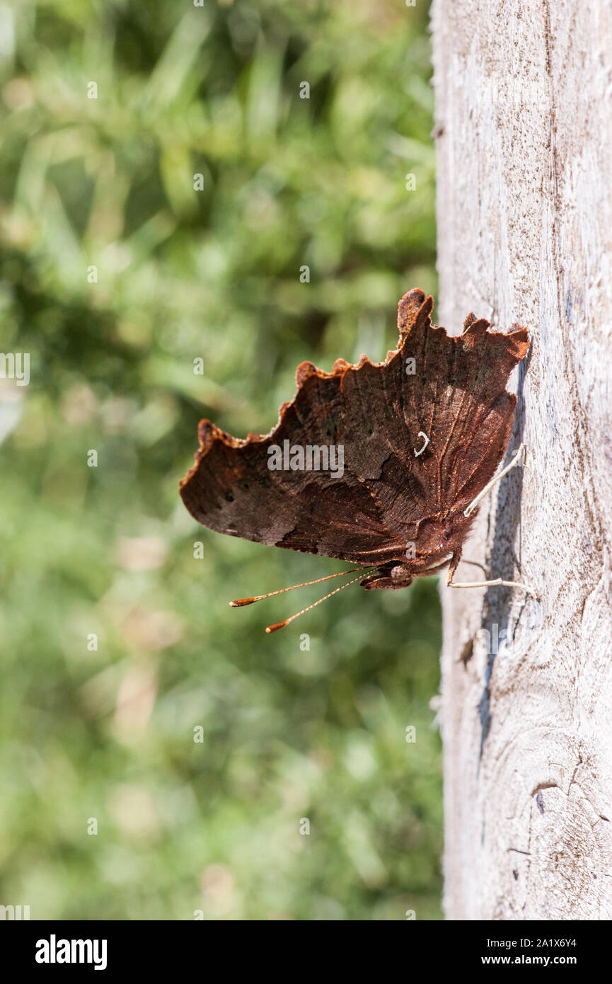 Comma butterfly with wings closed showing white comma resting on wooden post Stock Photo