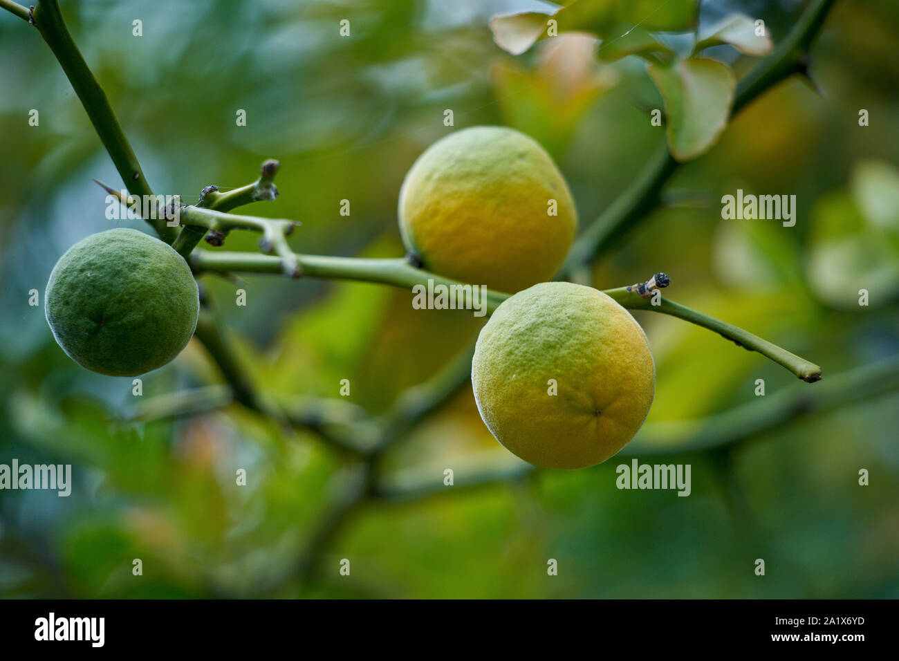 Chinese bitter oranges hires stock photography and images Alamy