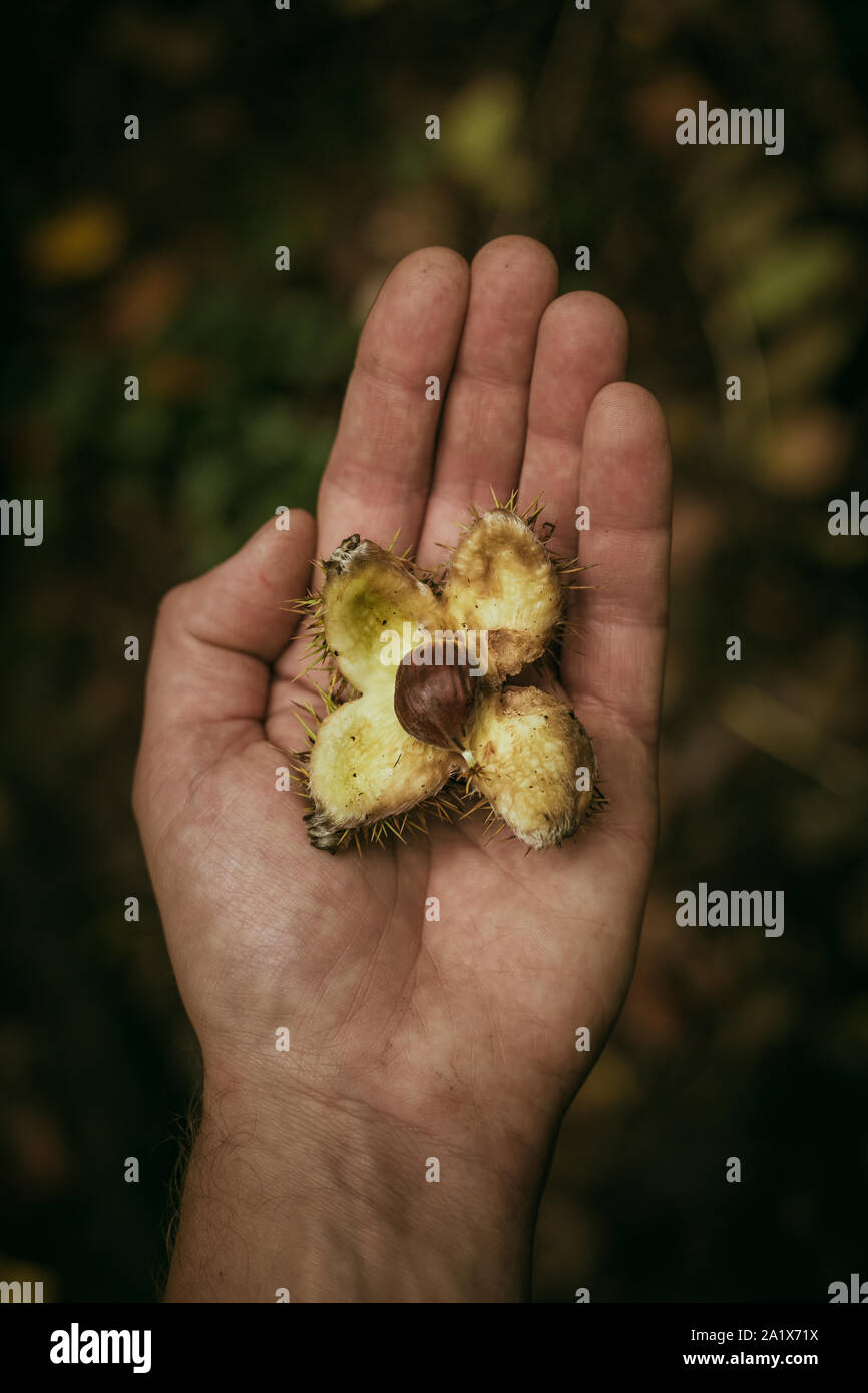 Sweet Chestnut seed held in an open hand Stock Photo