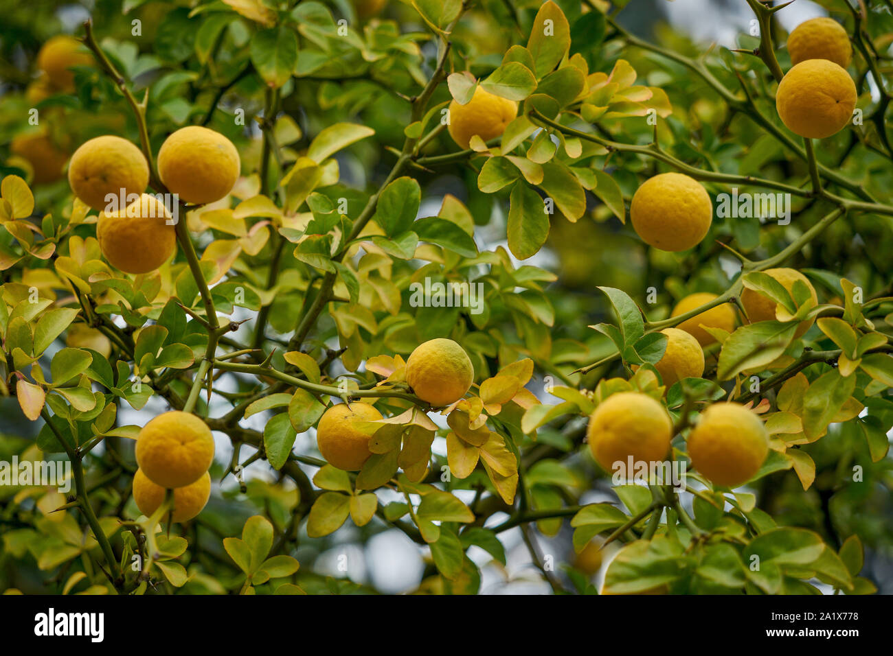 Chinese bitter orange oranges ripening Poncirus trifoliata Stock Photo Alamy