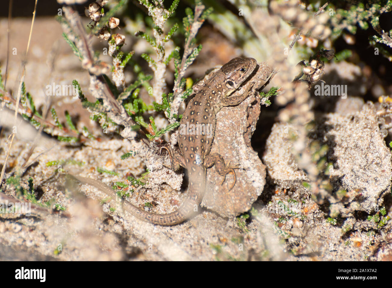 Young sand lizard (Lacerta agilis) hatchling at a Surrey heathland site, UK Stock Photo