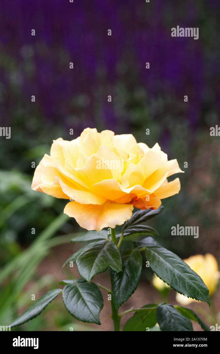 Rosa Gold Spice 'Frymega'. Yellow shrub rose in an English garden. Stock Photo
