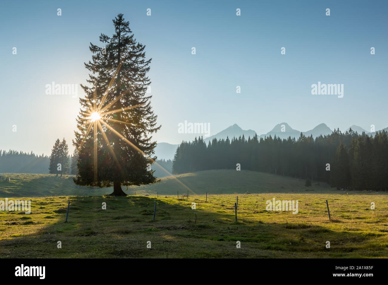 Lone spruce in a mountain pasture with sunshine flare and mountains in the background on a sunny clear skies day Stock Photo