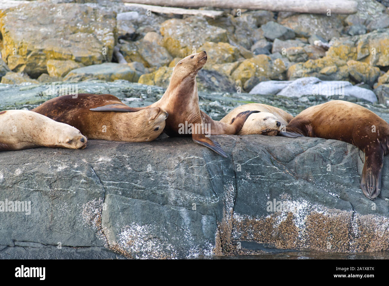 Sea lions on a rock Stock Photo