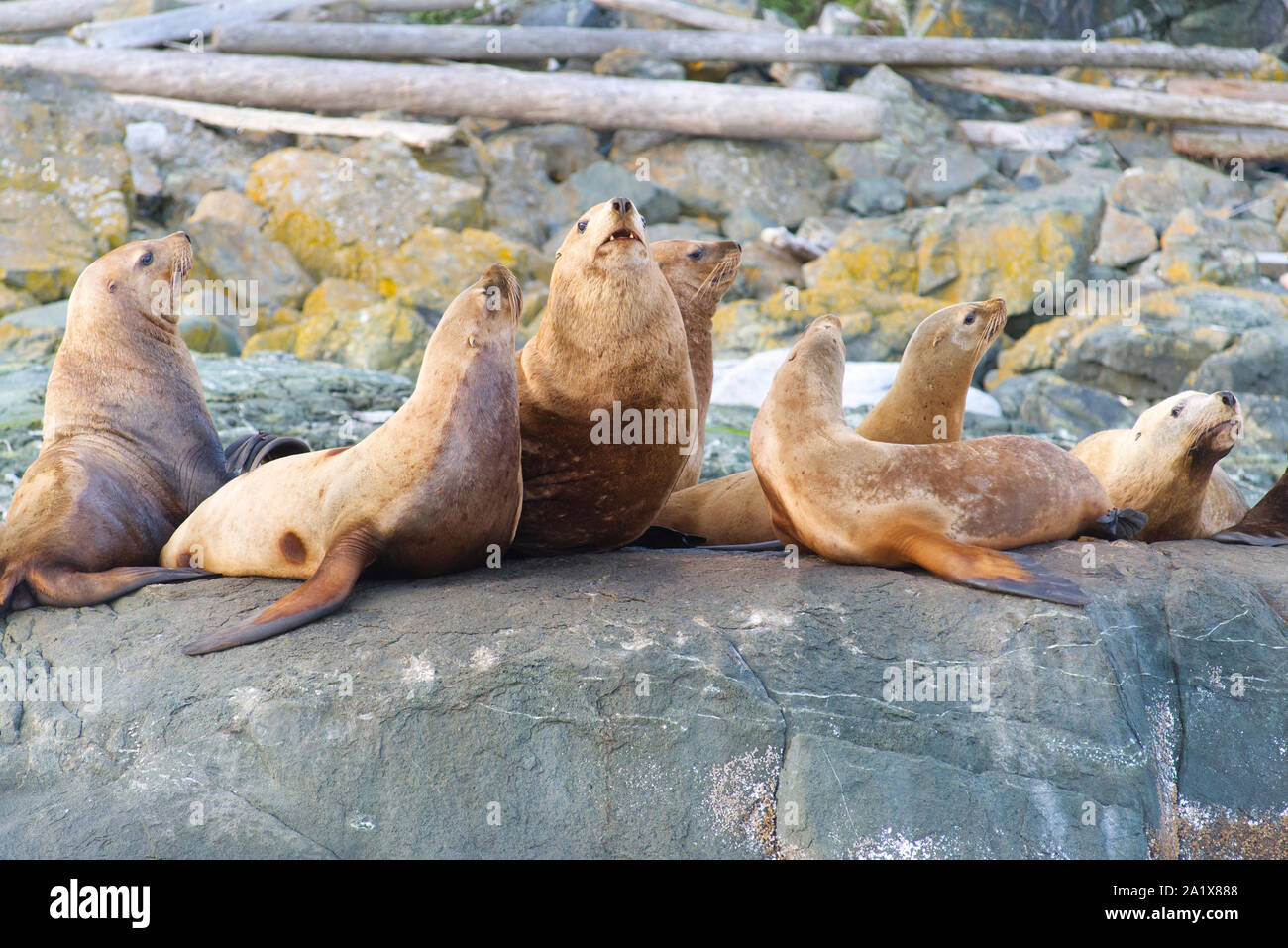 Sea lions on a rock Stock Photo